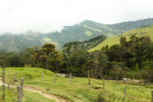 Cocora Valley  which is nestled between the mountains of the Cordillera Central in Colombia.