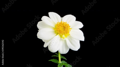 Time lapse of a whitel dahlia blooming