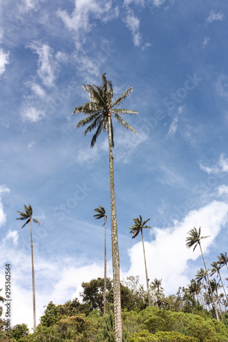 Cocora Valley, which is nestled between the mountains of the Cordillera Central in Colombia. photo