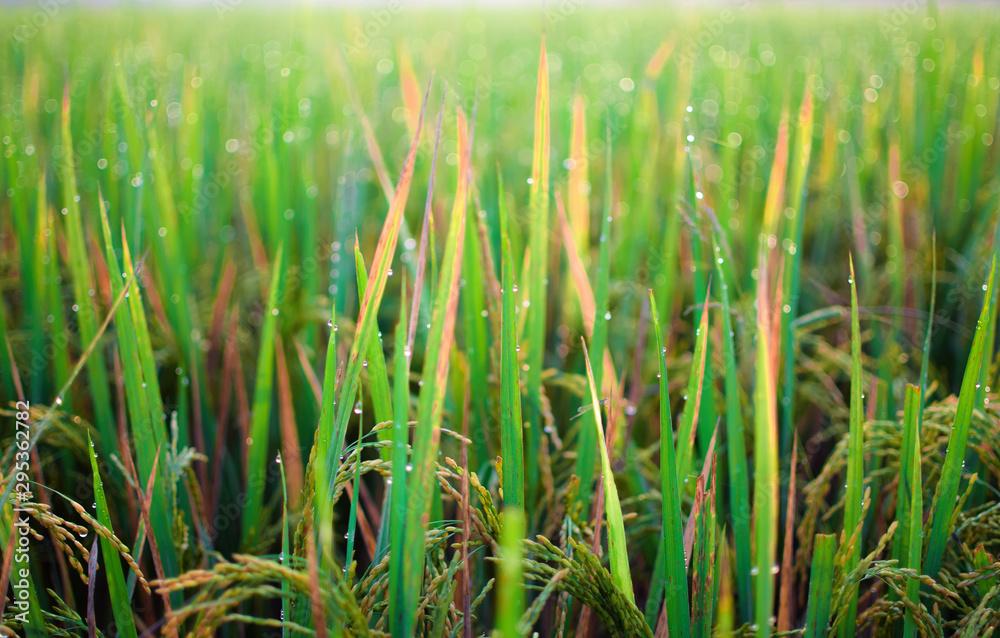 Obraz premium Water droplets on the tall green paddy plant in early winter morning
