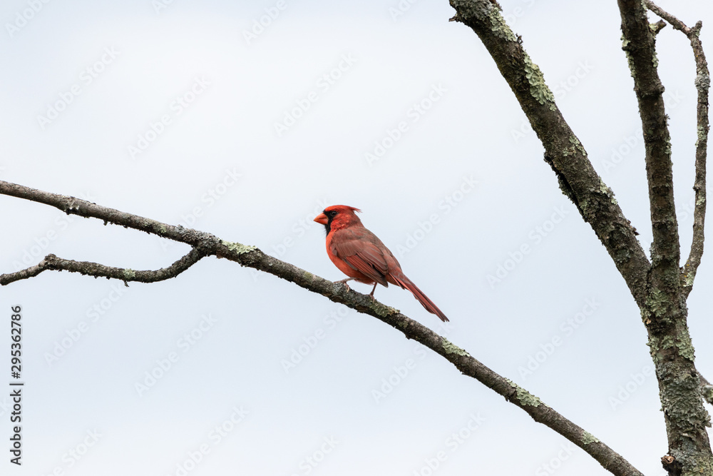 Northern Cardinal Male hunting from tree branch