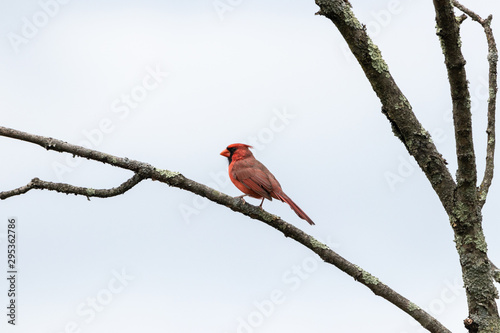 Obraz na płótnie Northern Cardinal Male hunting from tree branch w salonie