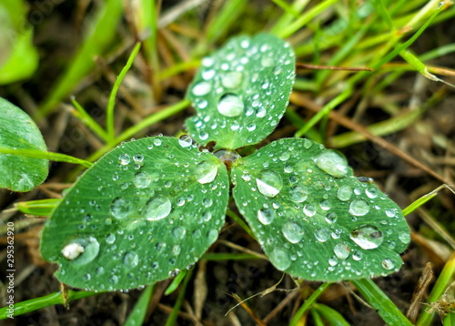 Lotus superhydrophobicity effect with rain drops on green leaves photo