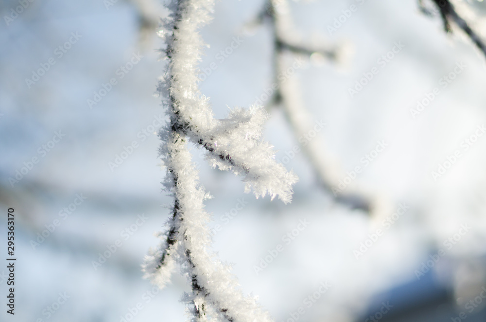 tree branch in the frost in the winter orchard