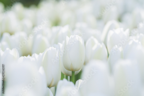 white tulips