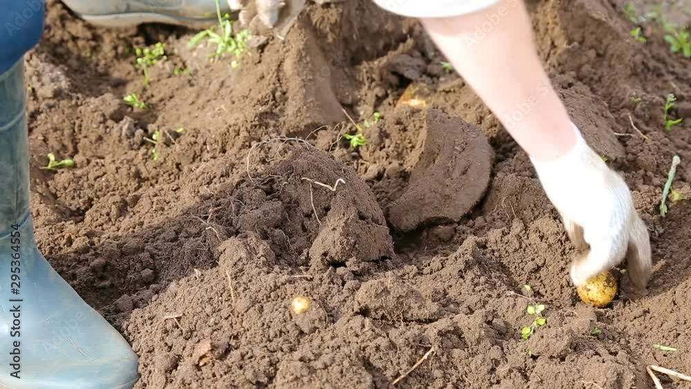 Harvesting potatoes at the vegetable garden Harvesting potatoes at the vegetable garden