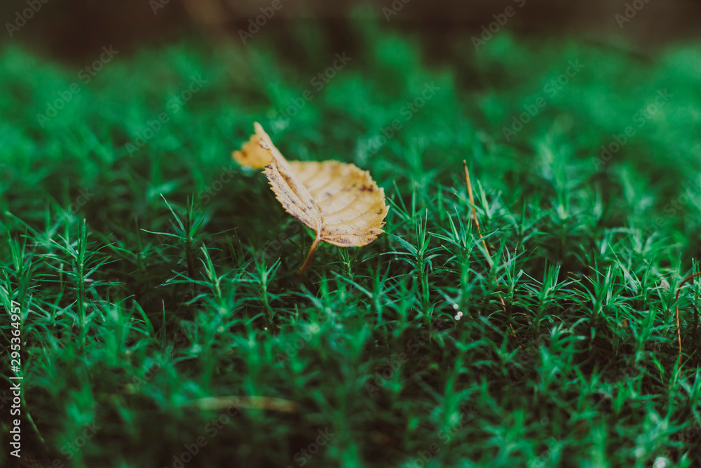 signs of autumn yellow autumn leaf on moss