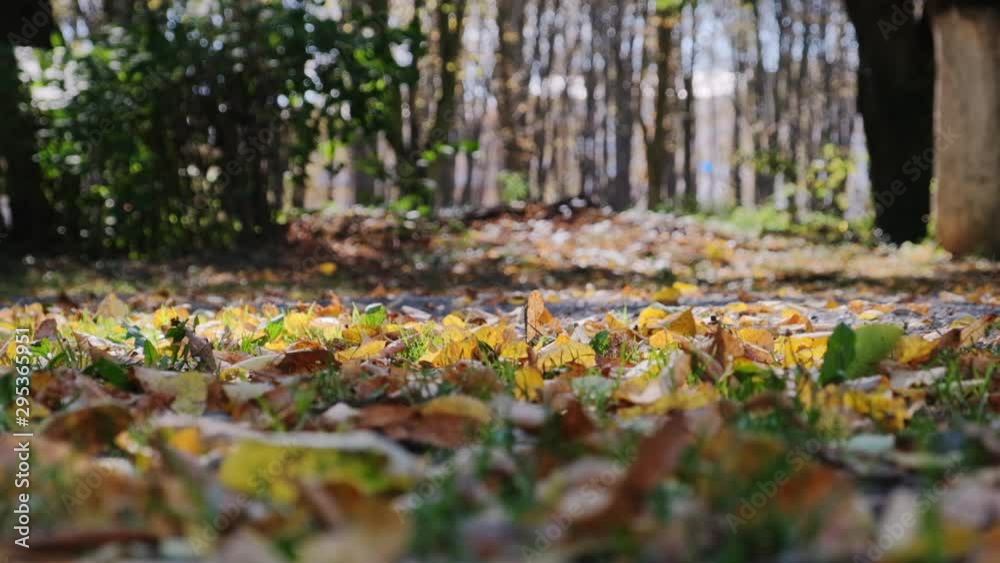 Autumn leaves falling in slow motion. Beautiful landscape background. HD Autumn leaves falling in slow motion. Beautiful landscape background. HD