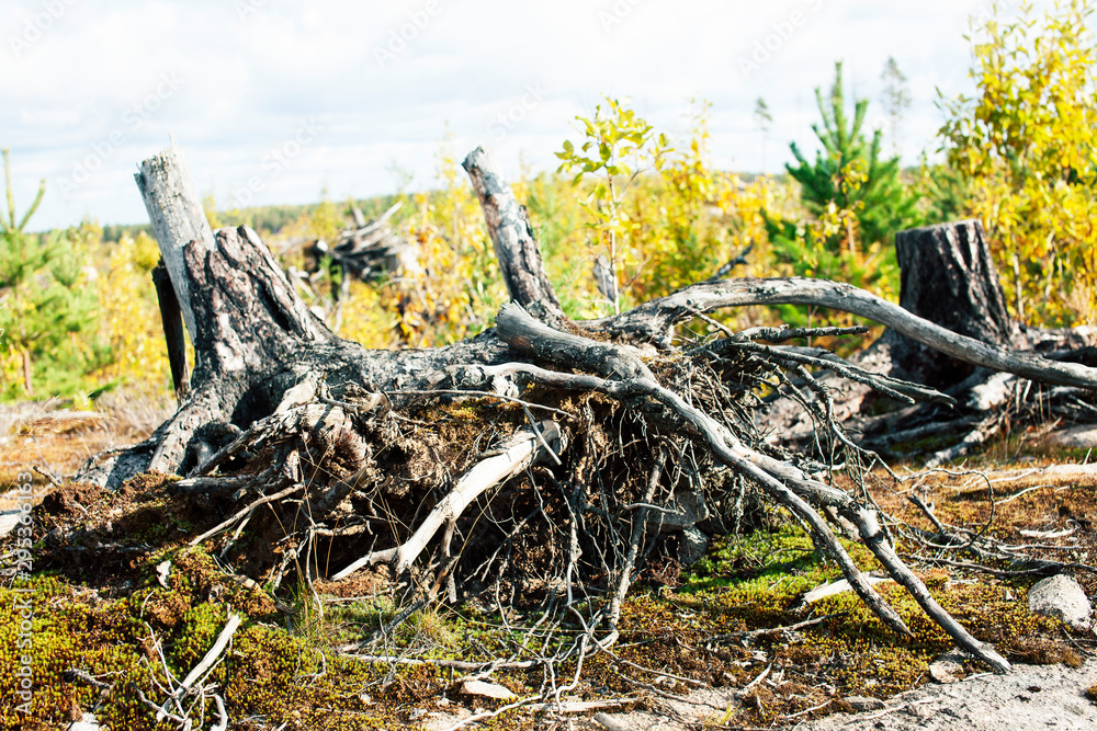 wild autumn forrest, roots of trees in mess background close up wild autumn forrest, roots of trees in mess background close up