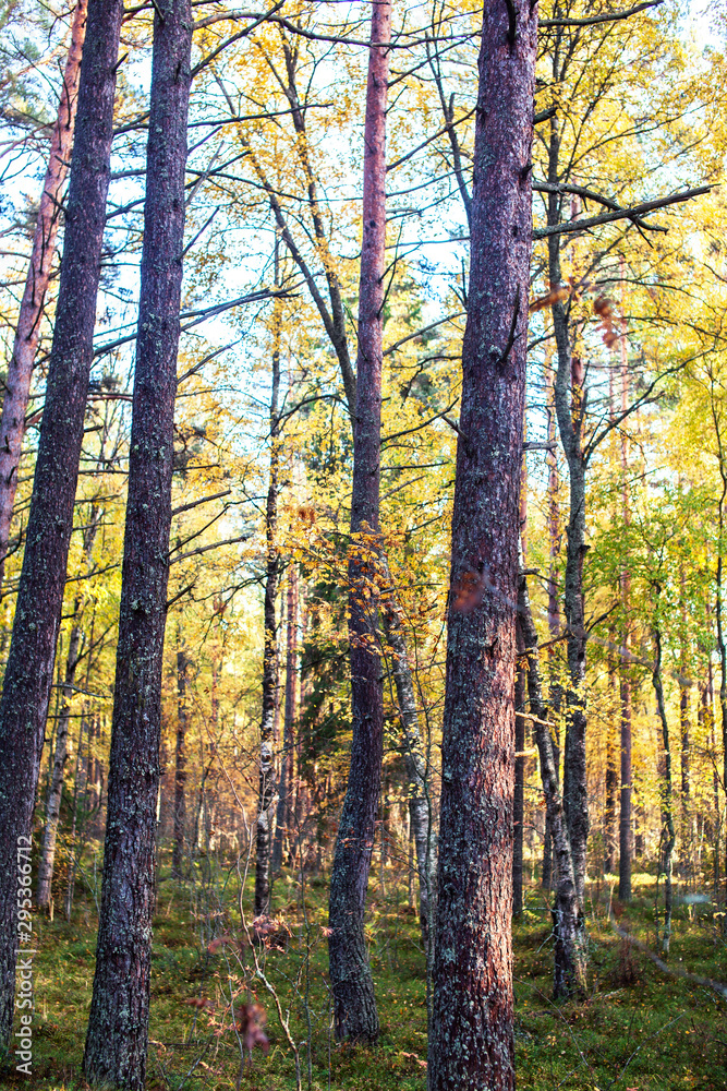 outdoor landscape seasonal, golden autumn wild forest