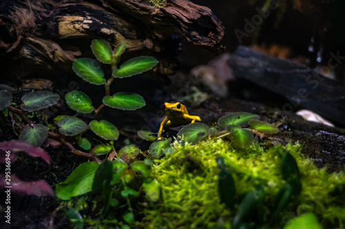 Liściołaz żółty Golden poison frog Phyllobates terribilis żółta trująca żaba siedząca wśród liści konarów kory kamieni