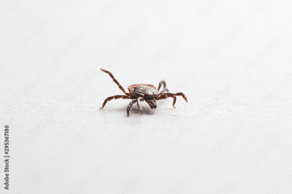 Wood tick, Ixodes ricinus, specimen - angled side view, isolated on white Wood tick, Ixodes ricinus, specimen - angled side view, isolated on white