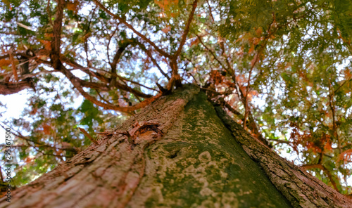 Tree fall, dark , massive and powerful