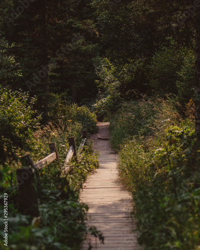 Pathway into the forest