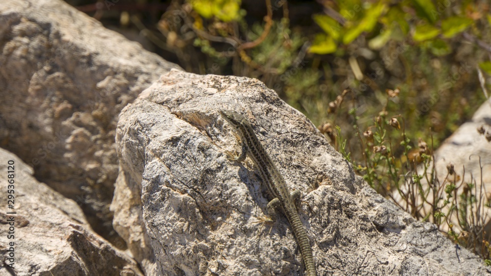 small lizard in green landscape at lake kozjak small lizard in green landscape at lake kozjak