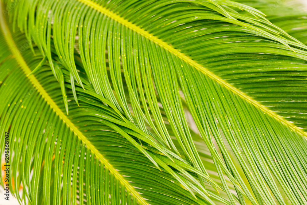 Close-up of sago palm leaves (Cycas revoluta), with glossy bright green foliage