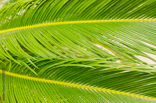 Close-up of sago palm leaves  Cycas revoluta   with glossy bright green foliage