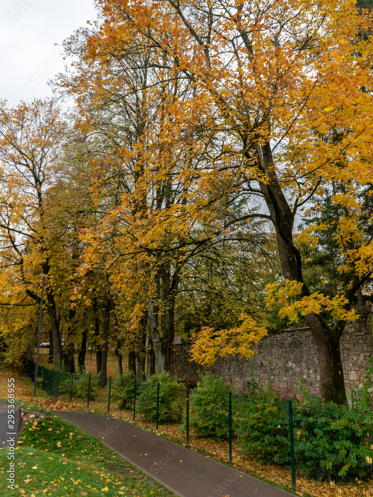 Naklejka premium autumn landscape with beautiful and colorful trees, road, cloudy autumn day