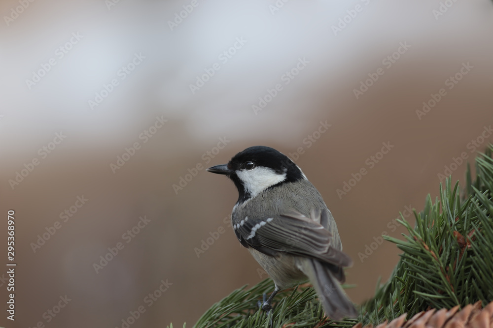 Fototapeta premium Coal Tit looking around sitting on a branch of a spruce on a blurry green background ...