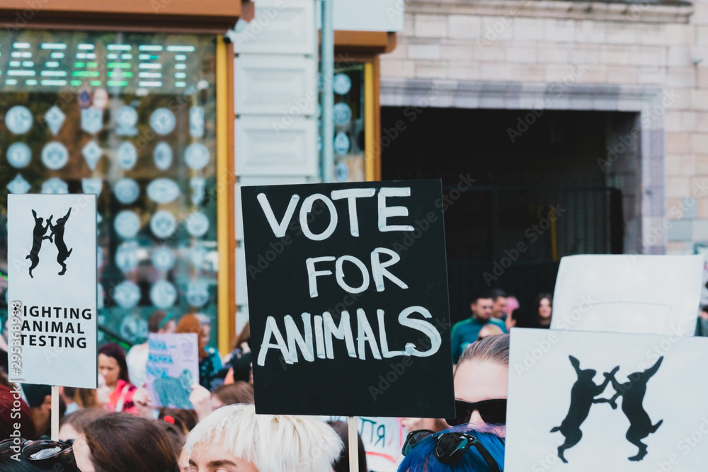 Vote for animals 