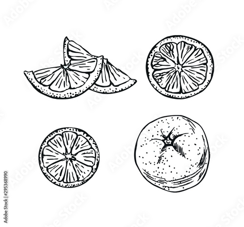 Orange fruit vector set in line art style.