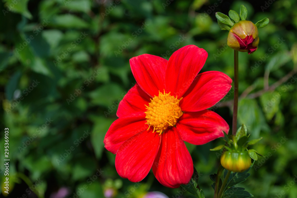 Flowers Dahlia Flowers Dahlia