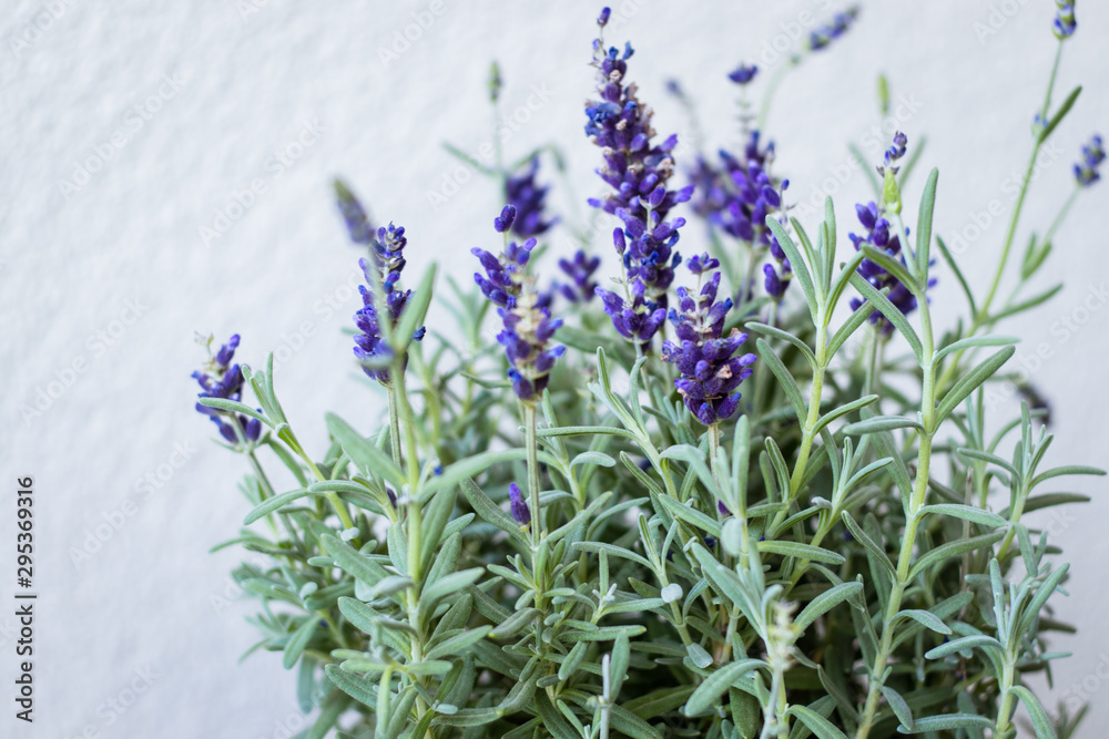 Fototapeta premium Beautiful violet lavender with green leaves. Light background.