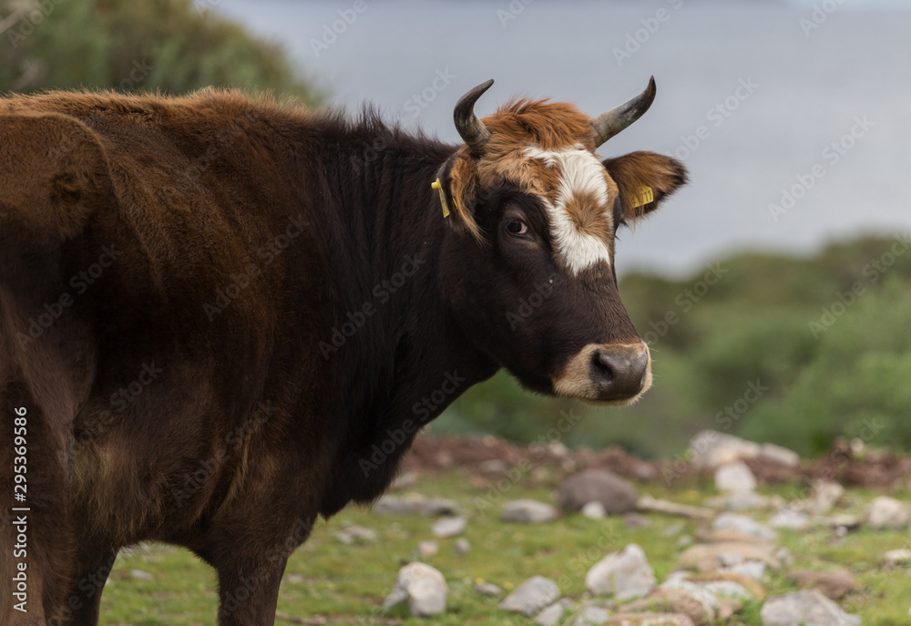 Dark brown cow portrait. Farm grazing. The sacred animal of India. Farm land. Dark brown cow portrait. Farm grazing. The sacred animal of India. Farm land.