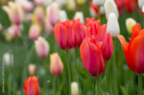Tulips in Bloom 5