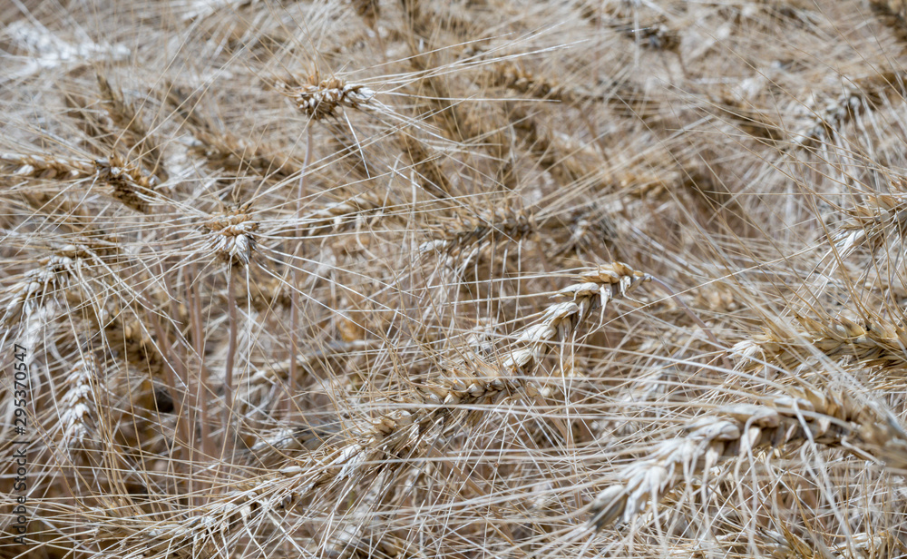 Rye bent its heavy stems under the weight of ripe grains. Rye bent its heavy stems under the weight of ripe grains.