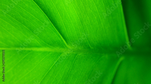 Monstera leaf close up. Macro photo. Green floral background. Abstract green leaf texture, nature background, tropical leaf