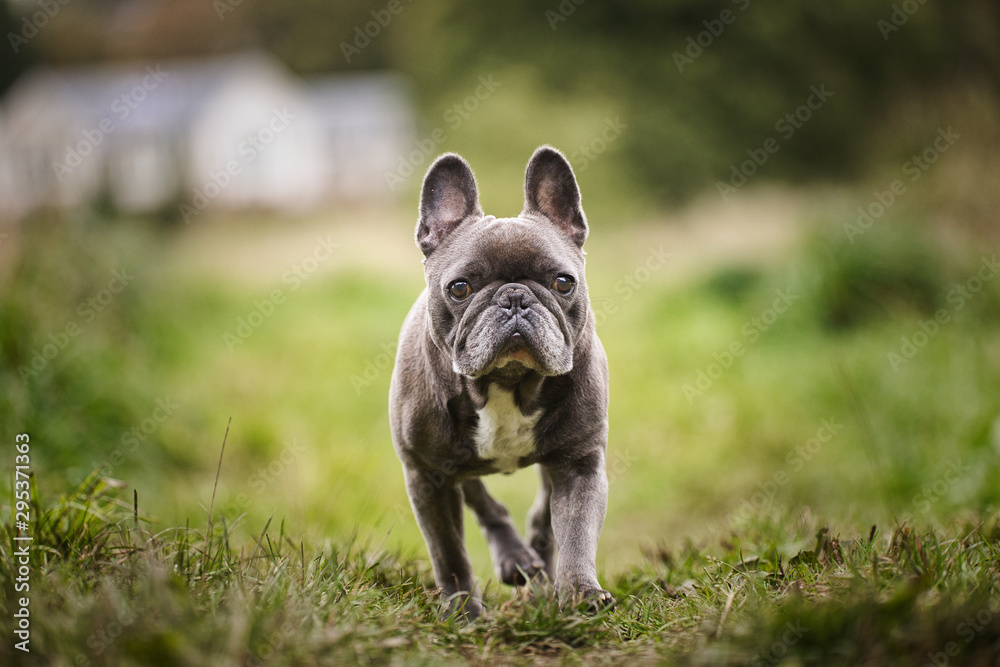 Fototapeta premium The French Bulldog