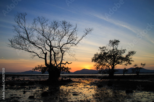 The last light of sunset/So beautiful tropical sunset with trees at the beach/