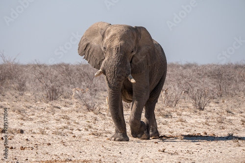 African Elephant in Etosha National Park  Namibia