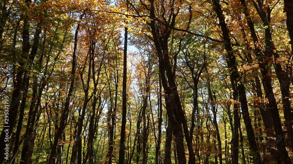 Fototapeta premium Autumn forest