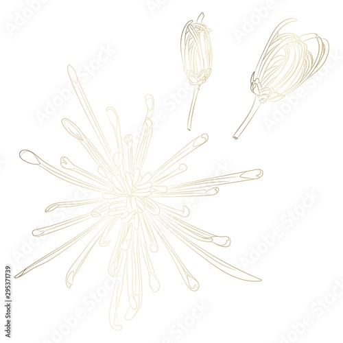 Lline-art image of a golden flower chrysanthemum. Flower and buds isolated on white background. Floral elements in contour style with exotic flowers for summer design and card template.