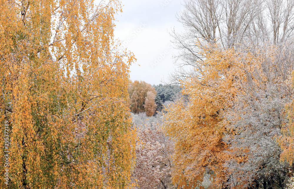 autumn forest in the snow autumn forest in the snow