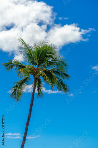 Single Palm Tree in Maui, Hawaii with Clouds