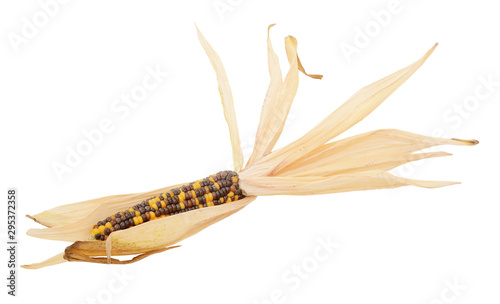 Decorative Indian corn with yellow and brown niblets photo