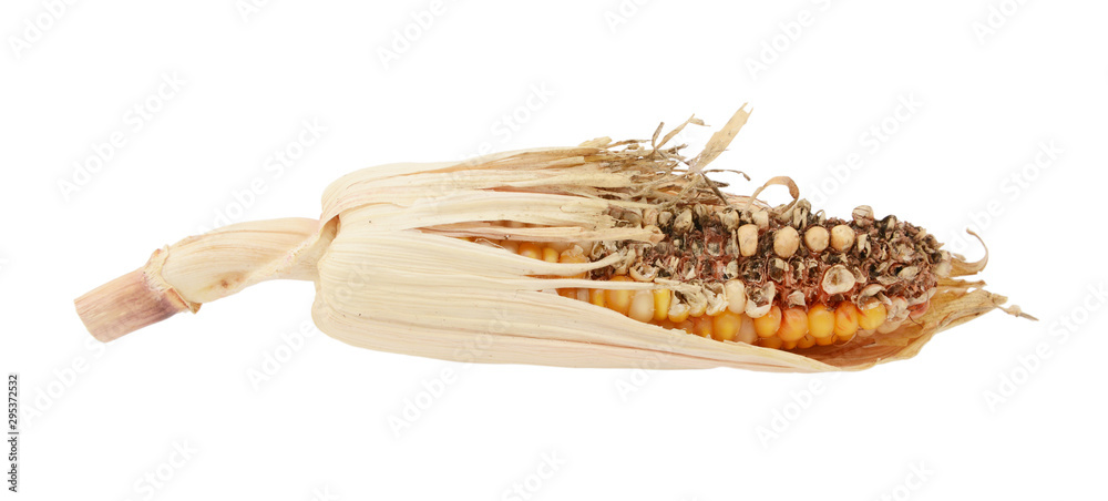 Fototapeta premium Damaged decorative Indian corn cob with eaten niblets