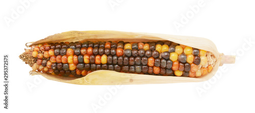 Multi-coloured ornamental Indian corn with red and brown niblets photo