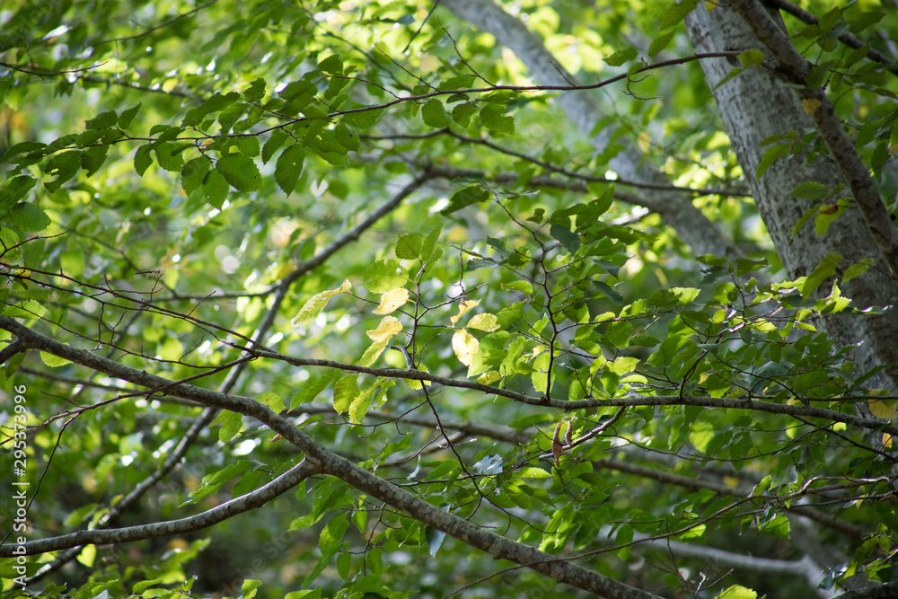 Leaves twigs green and yellow color beautiful background. Summer forest. Nature of Azerbaijan close up. Leaves twigs green and yellow color beautiful background. Summer forest. Nature of Azerbaijan close up.