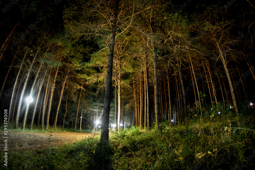 Obraz premium magical lights sparkling in mysterious forest at night. Pine forest with strange light