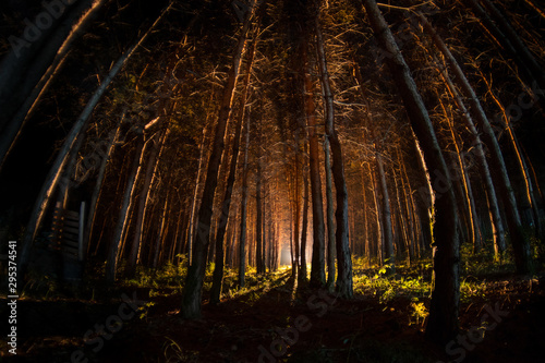 magical-lights-sparkling-in-mysterious-forest-at-night-pine-forest-with-strange-light