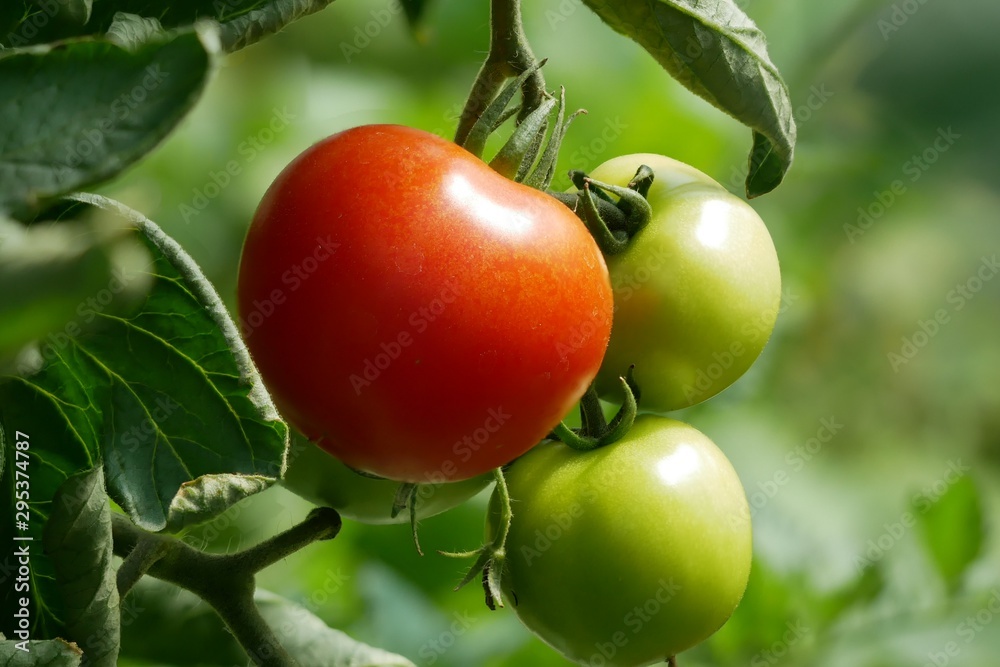 Tomate Tomato Sachsen