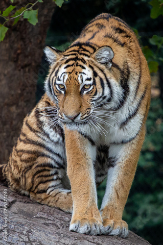 Tiger im Tierpark Hagenbeck