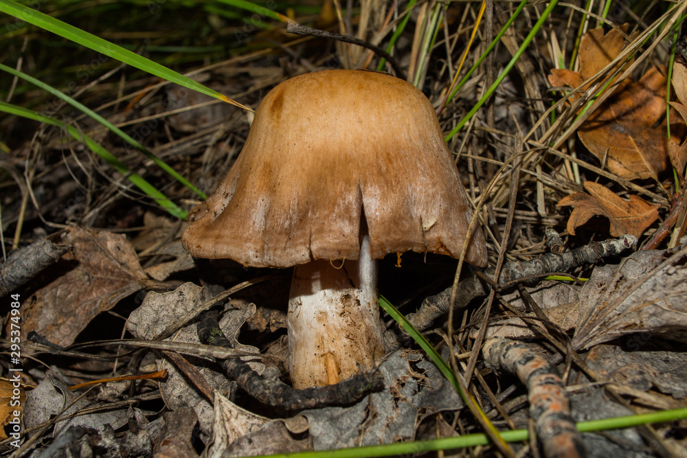 Cortinarius mushroom. Mushroom grows in a dark dense oak forest. Mushroom closeup. Soft selective focus. Cortinarius mushroom. Mushroom grows in a dark dense oak forest. Mushroom closeup. Soft selective focus.