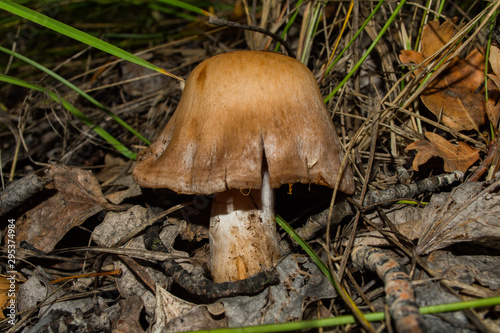 Cortinarius mushroom. Mushroom grows in a dark dense oak forest. Mushroom closeup. Soft selective focus.