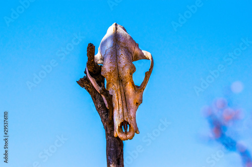 Outdoor skull in Africa © Koo