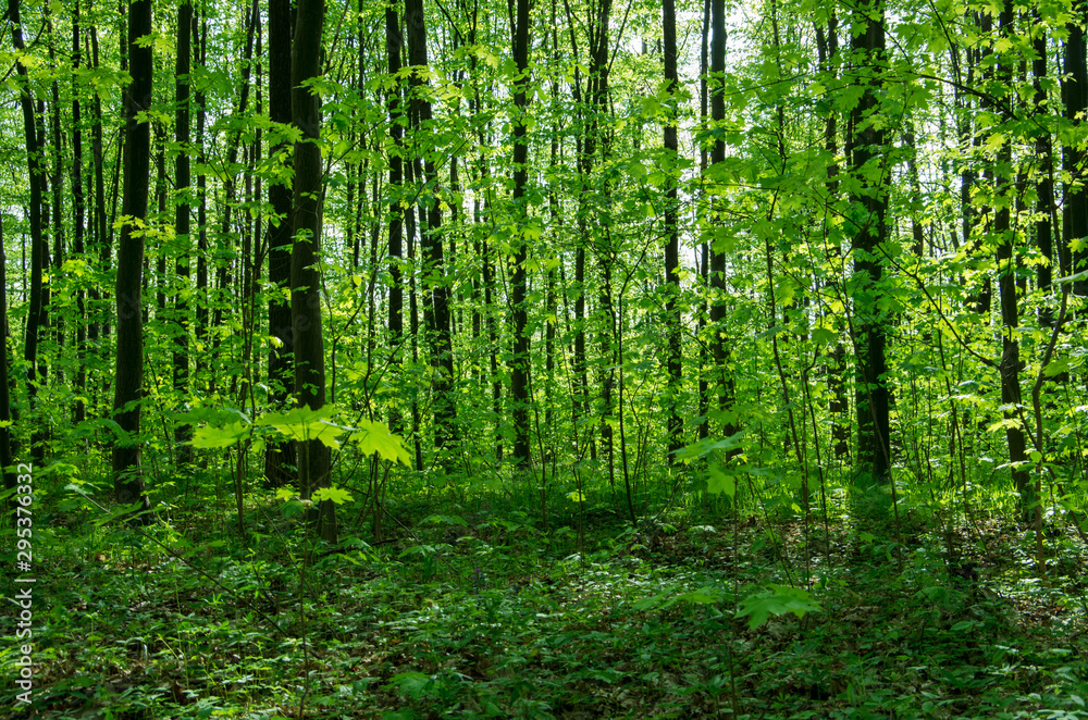 Forest trees. nature green wood sunlight backgrounds Forest trees. nature green wood sunlight backgrounds